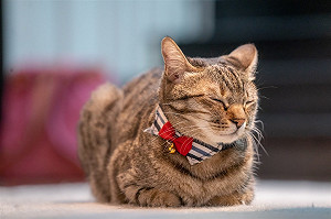 奈良美智感謝蔡總統援口罩 超萌蔡想想成嬌點