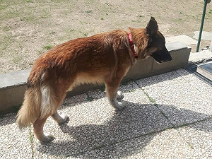 飼主患新冠重症忠心狗狗卻逃家　奔走數公里到醫院：我來找你了！