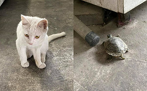 小白貓外出玩耍竟帶烏龜回家　網笑：牠要養「坐騎」啦！