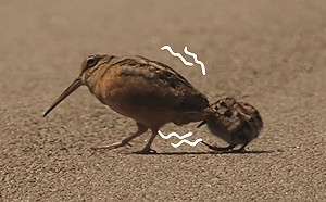 (影)鷸鳥媽媽帶頭搖滾熱舞　雙寶屁顛模仿笑翻網：這會走到天黑！