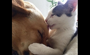 (影)黑白貓初見家狗立刻使出大絕招　貼心舔耳：讓我留下來嘛！