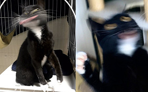 明明是可愛黑白貓　主人卻手殘拍出失敗照還被公仔化！