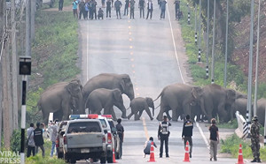 (影)50頭野生大象排隊「過馬路」 民眾配合維護交通：好壯觀！