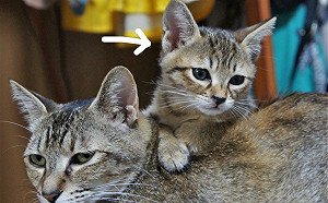 有人偷掉包？當年萌萌小貓　3年後竟長成「巨虎」驚呆網