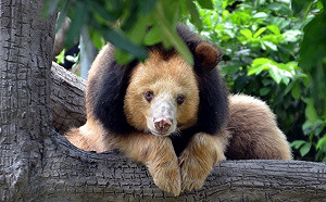 絕不是P圖！謎樣生物一身金毛搭黑色圍巾　真相曝光網笑：這是隻間諜獅子