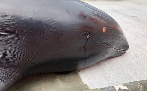 (影)鼻酸！短短幾天送走8隻鯨豚  斷氣瓜頭鯨流下眼淚