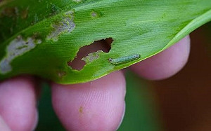 秋行軍蟲又現蹤 首度以薑為寄主作物