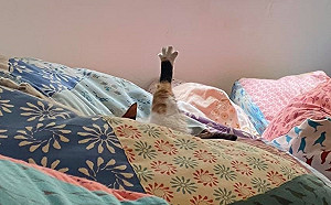 女子認真上班  貓同事卻睡到開掌花：真的很毋湯！