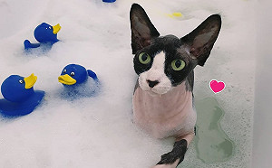 (影)奇特無毛貓不怕水　竟會自己拍水打泡沫：人家想要泡泡浴！