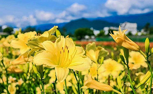 提前過母親節！全台4處平地金針花田燦爛綻放