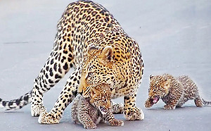 (影)花豹媽教2寶過馬路　短腿小豹屁癲慢慢走：馬麻等偶啦！