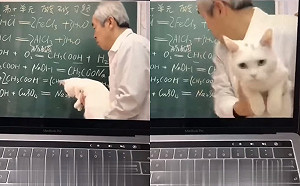 學生都不專心！老師請來「貓助教」遠距教學　本喵無奈到極點