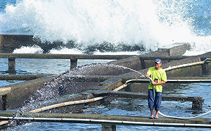母親節將屆  新北推優質又優惠的鮮凍貢寮鮑