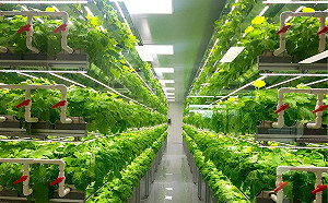 疫情助攻？都市農業與垂直農場加速發展  解決全球供應鏈危機