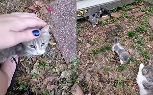 貓媽媽一一呼喚孩子集合　帶來向女子炫耀：接下來交給你囉！