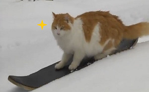 (影)奴才熱愛極限運動　連愛貓也學會滑雪網驚豔：超狂的！