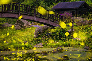 五一連假螢火蟲大爆發 嘉縣長翁章梁：出遊別忘防疫