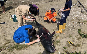 （影）悲！6小虎鯨嘉義縣布袋沙灘擱淺死亡 疑急性感染