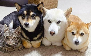 (影)貓咪與三柴好感情　一起折手手還同步吃飯網笑：牠是狗吧！