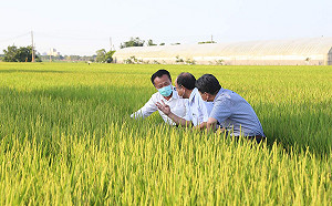 勘查水稻田 嘉義縣長翁章梁：稻熱病防治須超前部署