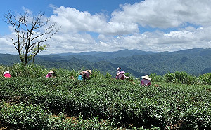 新北文山春茶五月底上市 早鳥優惠75折起跑