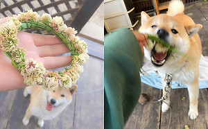 細心幫柴柴做好夢幻花圈要給戴　下秒崩壞主人哭爆！