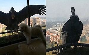 (影)居民待室內防疫卻迎來稀客巨鳥　網驚：是安地斯神鷹！