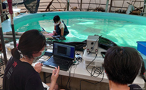 心疼！一週內17頭虎鯨擱淺僅2隻存活 糙齒海豚胃裡驚見塑膠袋