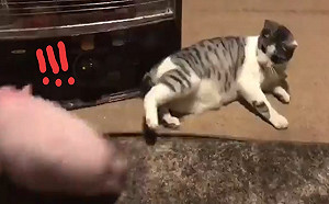 (影)小豬狂咬地毯　貓老大看不爽一腳飛踢：滾開啦！