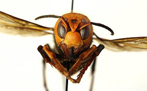 亞洲暴徒來襲 外來種巨大「殺人蜂」首次入侵美國