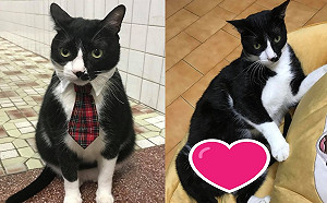 賓士貓養5年白內褲從XXS變XL號　媽笑：至少沒褪色！