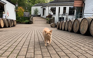 二代威士忌貓不務正業　怠忽職守員工笑：牠們過很爽！