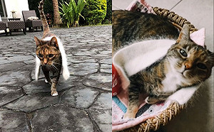 貓咪隨時都要帶著最愛圍巾　被拿掉還會森77：這偶寶貝欸！