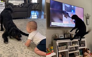 (影)黑狗和寶寶互動太萌　登上新聞被牠撞見嗨翻：媽我上電視了！