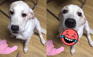 (影)鬼祟狗狗嘴鼓鼓　主人要求吐出來下秒驚呆：是百寶袋逆？