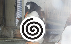 太狂了！日本企鵝驚見20塊腹肌　網笑：封館練肌肉？