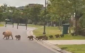 (影)停車等水豚過馬路　下秒「母帶一群小寶」整齊列隊超驚喜！