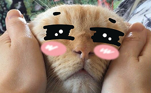 (影)奶油貓被揉捏爽翻天　竟意外撞臉「阿中部長」？