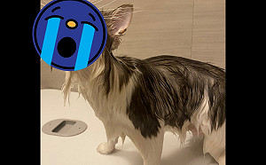 貓咪洗澡瞬間驚覺遭主人背叛　張口崩潰喊：人類不可原諒！