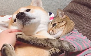 (影)貓皇推開奴才摸狗的手　還種草莓宣示：牠是朕的「柴」！