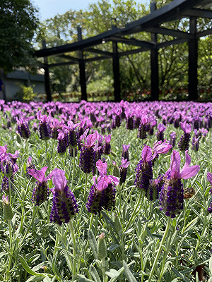 愛情迫降內雙溪！紫色花海5月全面盛開
