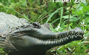 反差萌！兇狠鱷魚媽媽溫柔護子 親自接送確保寶寶安全