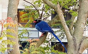 AIT新館一周年 迎來台灣藍鵲築巢