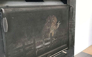 壁爐傳來窸窣聲！全家轉頭一看　貓頭鷹超無奈招手求救