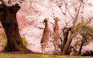 日本攝影師眼中的春之奈良　只有櫻花與鹿的粉色童話仙境！
