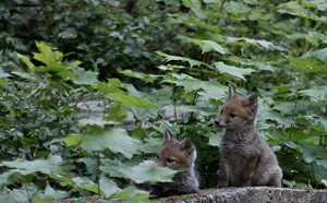 (影)狐狸家族在巴黎公墓裡玩耍  管理員超驚喜：首次見到！