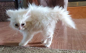 水溝撿到髒兮兮小浪貓  洗淨後對家汪下馬威：我才是老大！