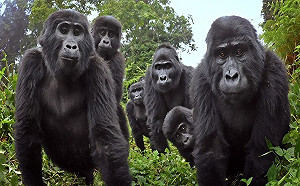 (影)間諜動物捕捉到猩猩吃飯哼唱　以及放屁挖鼻孔的搞笑日常！