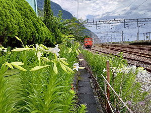 花與火車同時入鏡！漢本車站百合花海5月燦爛綻放