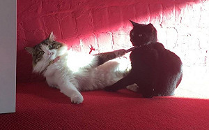 公司為療癒員工聘請貓咪同事  結果究竟是誰幫誰減壓？